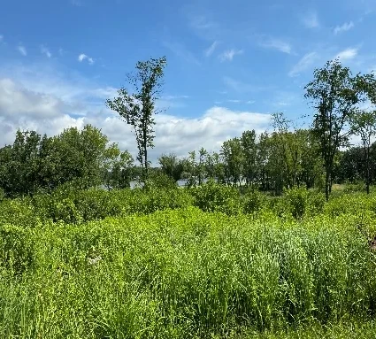 Tall grass and trees under a blue sky on the former Kelsey property in Cuba Township, Illinois